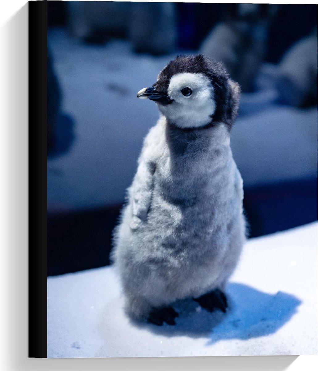 Canvas  - Pluizige Baby Pinguïn  - 30x40cm Foto op Canvas Schilderij (Wanddecoratie op Canvas)