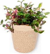 Kamerplant Tradescantia Quadricolor - ↕ ± 20cm - Ø 12cm - in beige mand