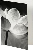 10 Luxe gevouwen Wenskaarten - Ansichtkaarten - met enveloppe - zonder tekst - 13x18cm - zwart/wit