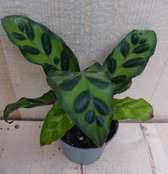 Calathea Makoyana Pauwenplant Klein