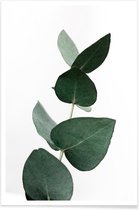 JUNIQE - Poster Eucalyptus 4 -30x45 /Groen
