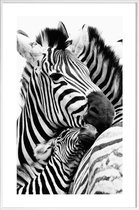 JUNIQE - Poster in kunststof lijst Zebras -60x90 /Wit & Zwart