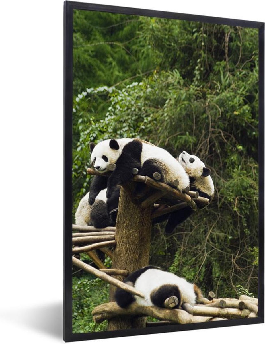 Fotolijst Incl Poster Pandas Hout Trap 60x90 Cm Posterlijst