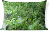 Buitenkussens - Tuin - Groene planten op ondergrond van tropisch gebied - 60x40 cm