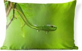 Buitenkussens - Tuin - Groene slang van dichtbij - 60x40 cm