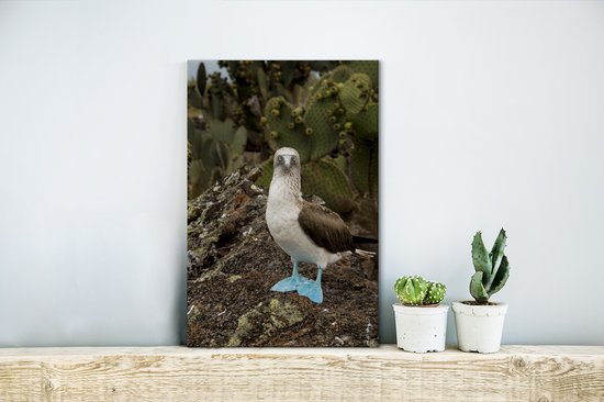 Un fou aux pieds bleus regarde dans l'appareil photo Toile 20x30 cm - petit - Tirage photo sur toile (Décoration murale salon / chambre)