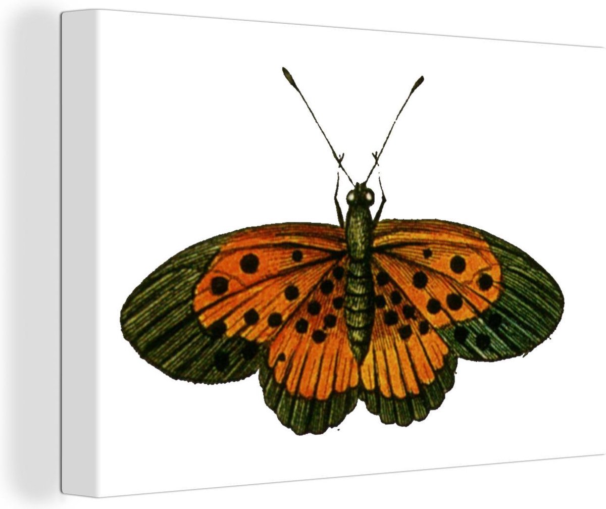 Regal Art et Cadeau Papillon Pluviomètre Orange 