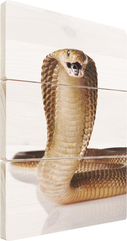 Cobra op hout - 20x30 - Cobra slang posseert op een witte achtergrond  Vurenhout met... | bol.com