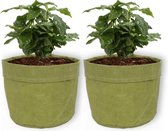 2x Kamerplant Coffea Arabica – Koffieplant - ± 25cm hoog – 12 cm diameter - in groene sierzak