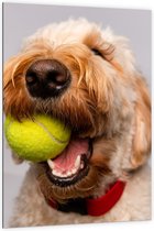 Dibond - Blonde Labradoodle Hond met Tennisballetje - 100x150cm Foto op Aluminium (Met Ophangsysteem)