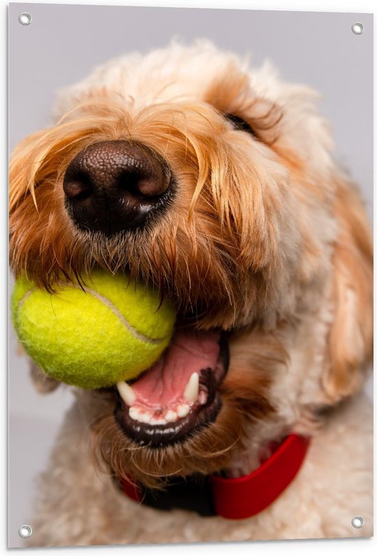 Tuinposter – Blonde Labradoodle Hond met Tennisballetje - 60x90cm Foto op Tuinposter  (wanddecoratie voor buiten en binnen)