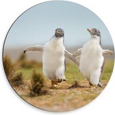 Dibond Wandcirkel - Huppelende Pinguïns  - 50x50cm Foto op Aluminium Wandcirkel (met ophangsysteem)