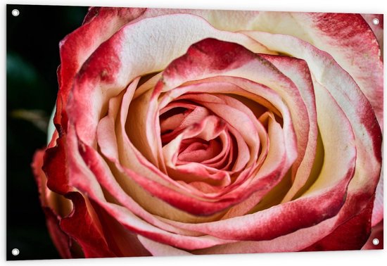 Tuinposter – Close Up van Wit met Rode Roos - 120x80cm Foto op Tuinposter  (wanddecoratie voor buiten en binnen)