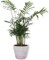 Kamerplant Chamaedorea – Mexicaanse Dwergpalm - ± 30cm hoog – 12 cm diameter - in betonnen lila pot