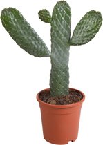 Opuntia consulea | Micky Mouse cactus | 1 stuk | Ø 17 cm |  30 - 40 cm
