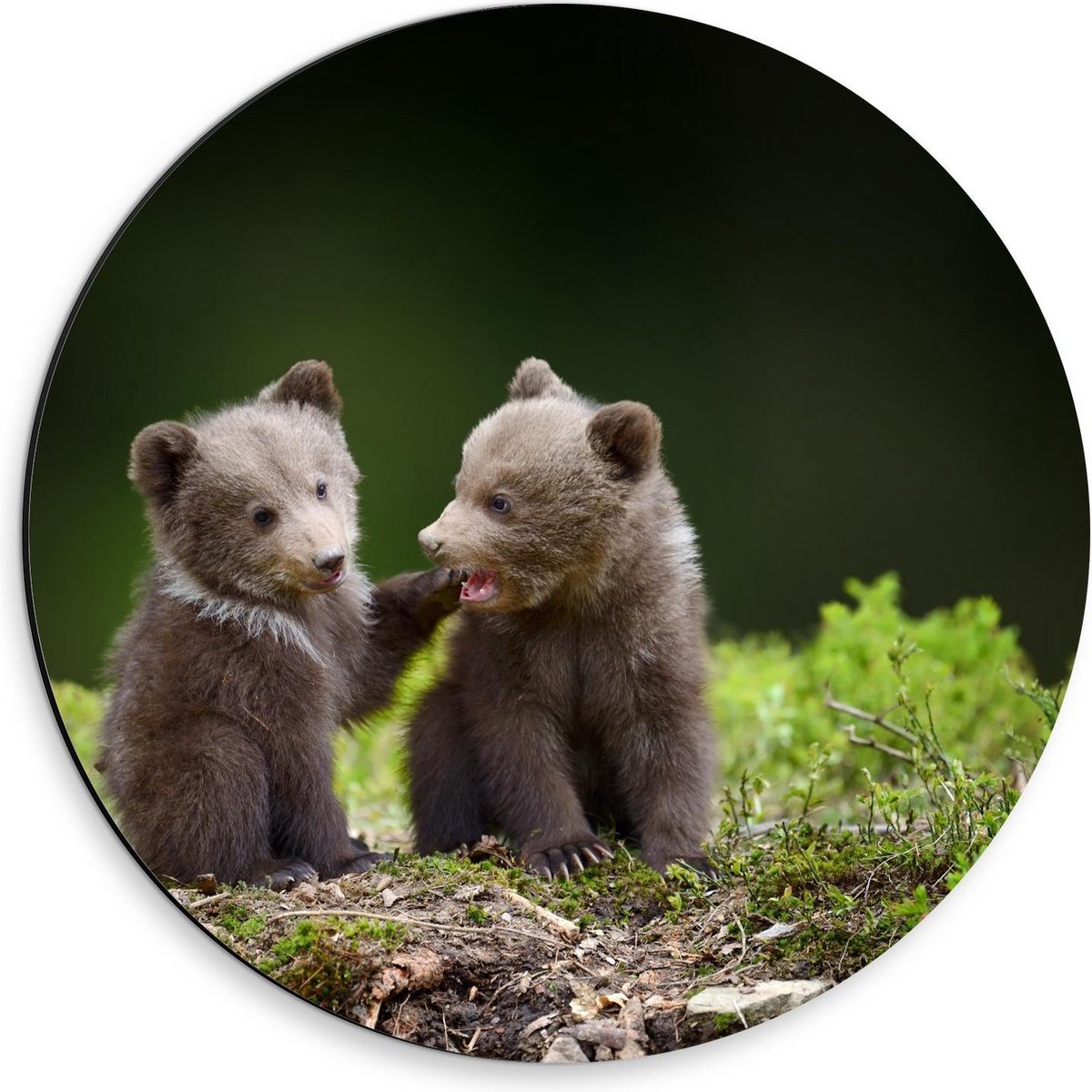 Dibond Wandcirkel - Schattige Baby Beren - 30x30cm Foto op Aluminium Wandcirkel (met ophangsysteem)
