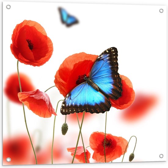 Tuinposter – Blauwe met Zwarte Vlinder op Rode Bloem - 80x80cm Foto op Tuinposter  (wanddecoratie voor buiten en binnen)