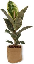 Kamerplant Ficus Tineke - ± 70cm hoog – 19cm diameter - luchtzuiverend - in bruine katoenen sierzak