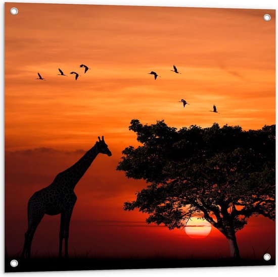 Tuinposter – Silhouet van Giraffe bij Grote Boom met Vogels - 80x80cm Foto op Tuinposter  (wanddecoratie voor buiten en binnen)