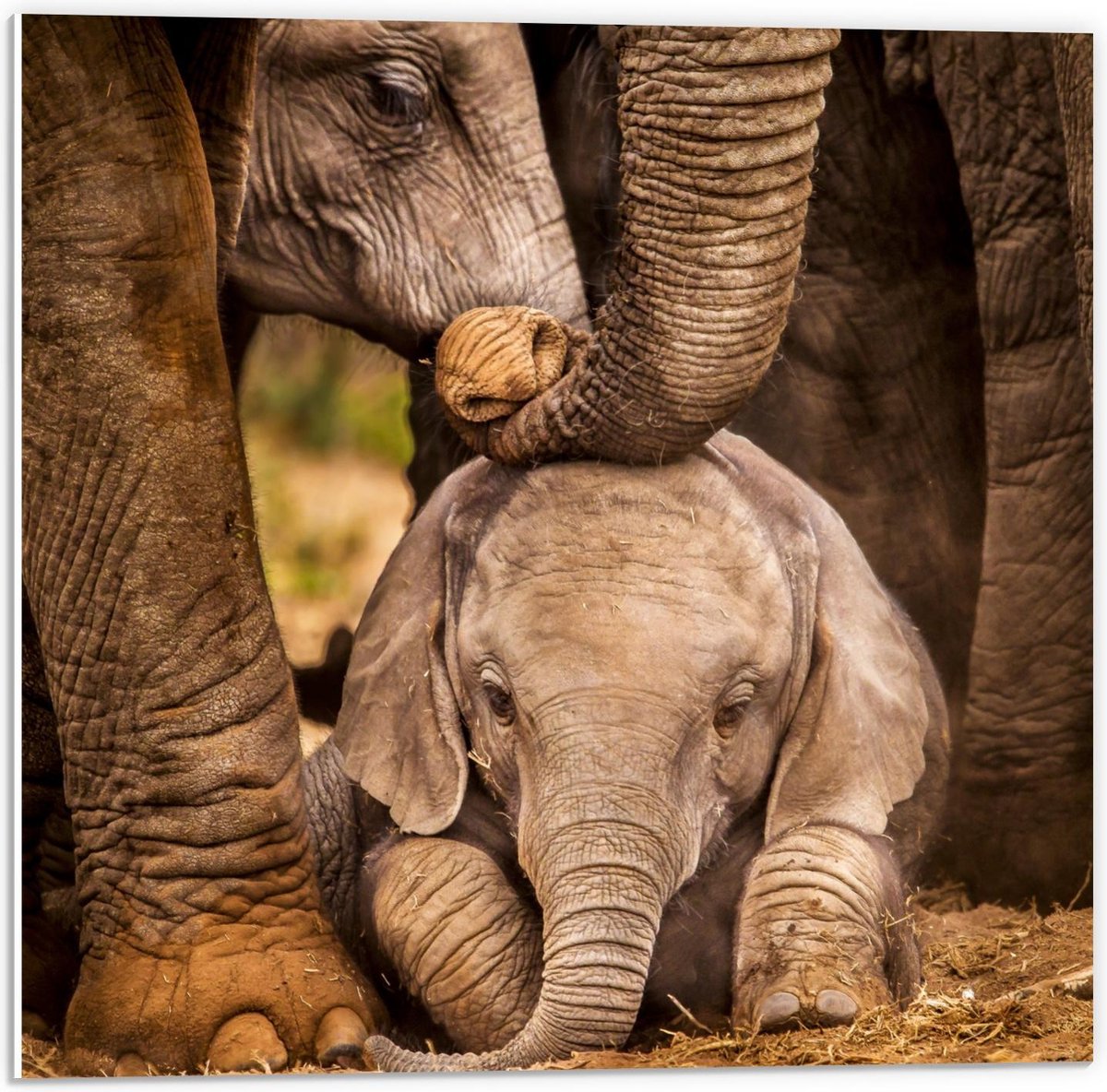 Forex - Baby Olifant tussen Poten van Moeder - 50x50cm Foto op Forex