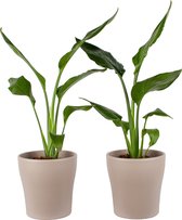 Duo Strelizia Reginea met sierpot