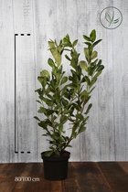 10 stuks | Laurier Rotundifolia Pot 80-100 cm | Standplaats: Half-schaduw | Latijnse naam: Prunus laurocerasus Rotundifolia