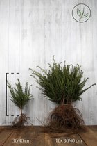 25 stuks | Taxus baccata Blote wortel 30-40 cm - Formele haag - Geschikt voor vormsnoei - Vruchtdragend - Weinig onderhoud