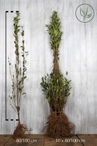 20 stuks | Haagliguster Blote wortel 80-100 cm - Bladverliezend - Populair bij vogels - Semi-bladhoudend - Vruchtdragend - Weinig onderhoud