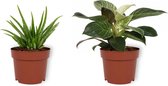 Set van 2 Kamerplanten - Aloë Vera & Philodendron White Wave - ±  30cm hoog - 12cm diameter