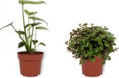 Set van 2 Kamerplanten - Monstera Deliciosa & Callisia Turtle - ±  30cm hoog - 12cm diameter