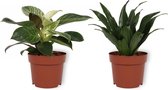 Set van 2 Kamerplanten - Draceana Compacta & Philodendron White Wave - ±  30cm hoog - 12cm diameter