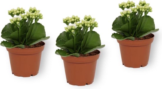 Set van 3 Kamerplanten - Kalanchoë Perfecta - met witte bloemen - ± 12cm hoog - 7cm diameter