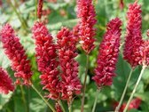 6x Duizendknoop (Persicaria ampl J.S Delgado Macho) - P9 pot (9x9)