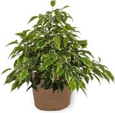 Kamerplant Ficus Kinky - ± 25cm hoog – 12 cm diameter - in bruine sierzak