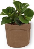 Kamerplant Peperomia Green Gold- Vetplant - ± 25cm hoog - 12cm diameter - in bruine sierzak