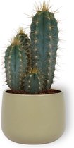 Cactus Pilosocereus Azureus - Schijfcactus - ±25 cm hoog – 12cm diameter - in groene sierpot