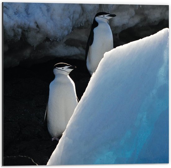Dibond - Pinguïns bij het Ijs - 50x50cm Foto op Aluminium (Wanddecoratie van metaal)
