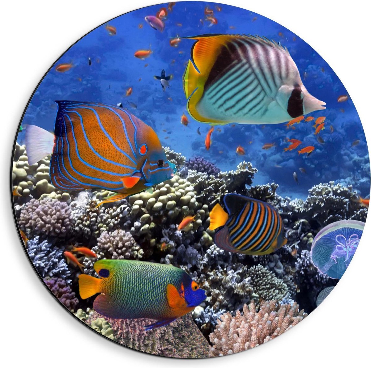 Dibond Wandcirkel - Tropische Vissen in Aquarium - 40x40cm Foto op Aluminium Wandcirkel (met ophangsysteem)