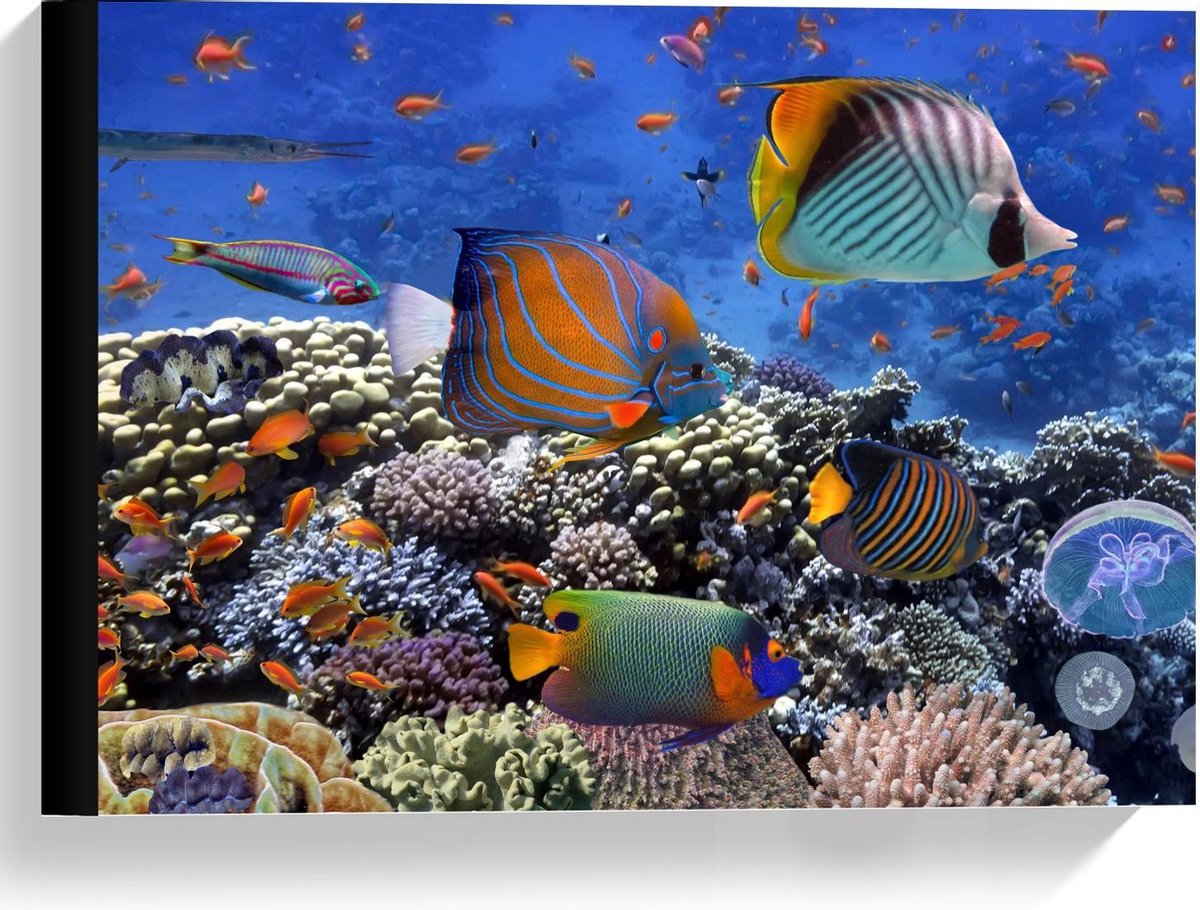Canvas - Tropische Vissen in Aquarium - 40x30cm Foto op Canvas Schilderij (Wanddecoratie op Canvas)