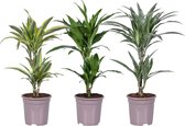 Kamerplanten van Botanicly – 3 × Drakenboom – Hoogte: 70 cm – Dracaena derem.