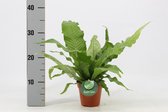 Varen van Botanicly – Microsorum Punctatum – Hoogte: 40 cm