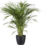 Kamerplant van Botanicly – Goudpalm incl. sierpot zwart als set – Hoogte: 120 cm – Areca dypsis lutescens