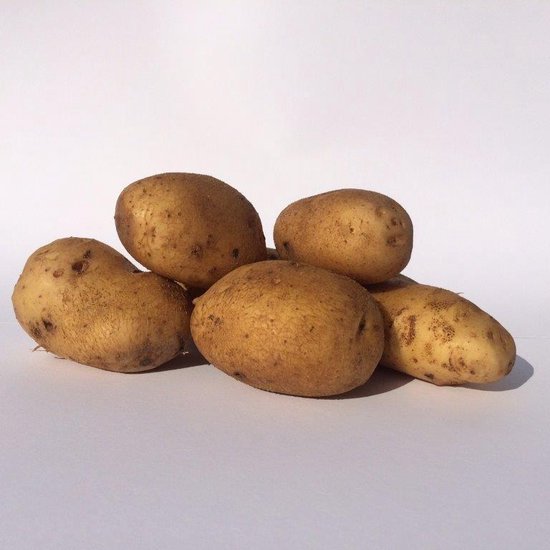 Pootaardappel Frieslander – zakje 1kg
