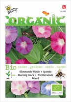 Buzzy� Organic Ipomoea purpurea gemengd (BIO)