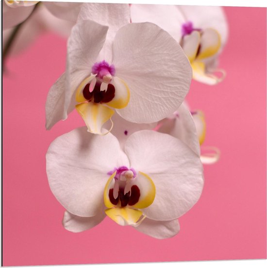 Dibond - Wit met Roze Orchidee  - 80x80cm Foto op Aluminium (Met Ophangsysteem)