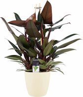 Kamerplant van Botanicly – Philodendron erubescens New Red incl. crème kleurig sierpot als set – Hoogte: 70 cm