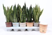 Bomen van Botanicly – 5 × Vrouwentongen – Hoogte: 40 cm – Sansevieria