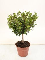 Bonsai van Botanicly – Myrsine africana – Hoogte: 20 cm