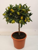 Fruitgewas van Botanicly – Citrus Kumquat – Hoogte: 75 cm