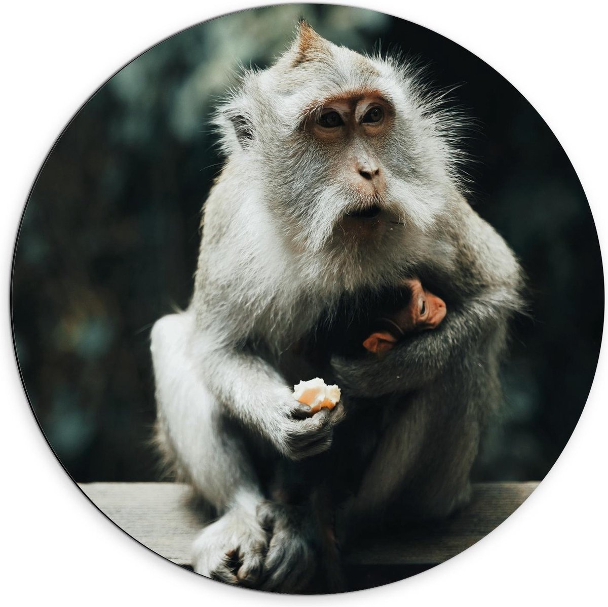 Dibond Wandcirkel - Baby Aapje in de Armen van Mama - 70x70cm Foto op Aluminium Wandcirkel (met ophangsysteem)